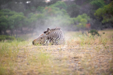 Zebra Relaxing