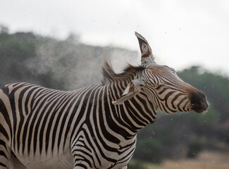 Zebra in dirt