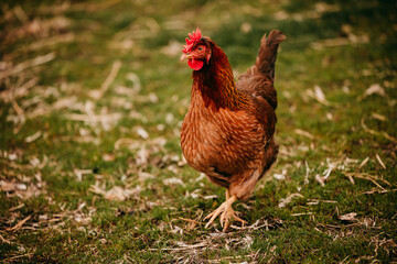 chicken on the farm