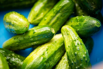 Fresh Cucumbers Prepared for Salt Pickling in a Blue Bowl – A Tangy Delight for Home Cooks and Preserving Enthusiasts