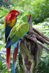 red and yellow macaw