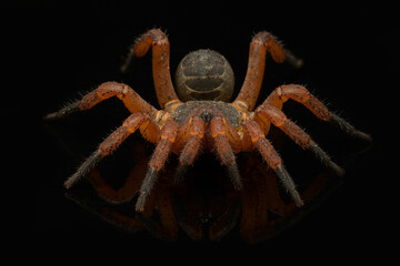 Cyclocosmia spider
