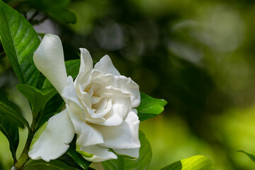 山道のクチナシ04