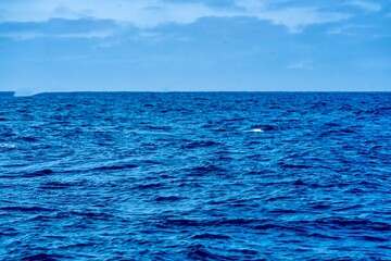 The Top and Dorsal Fin of a Fin Whale Swimming in the Pacific Ocean