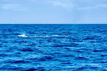 The Top and Dorsal Fin of a Fin Whale Swimming in the Pacific Ocean