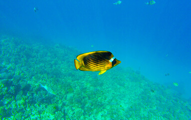 fish and coral for summer sea background