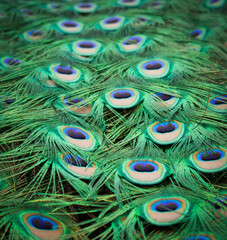 Obraz premium Peacock Feathers