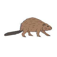 Vector hand drawn sketch doodle colored beaver isolated on white background