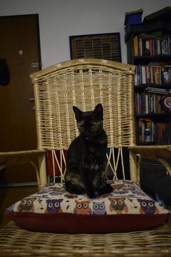gata