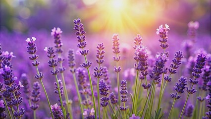 Naklejka premium Lavender flowers blooming in vibrant purple color, perfect for relaxation in the summer , Lavender, flowers, blooming, purple