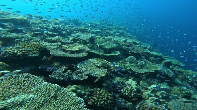 夏の朝の沖縄万座のサンゴと魚たちダイジェスト