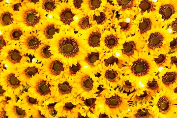 一面に敷き詰められた向日葵