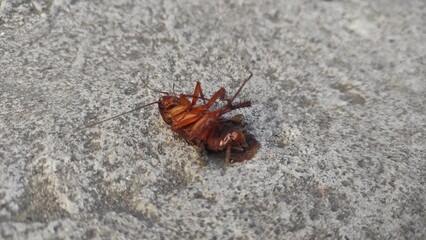 A cockroach dead upside down on the solid ground in front of the house 