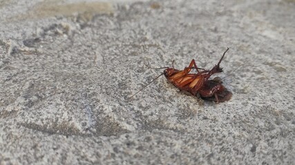 A cockroach dead upside down on the solid ground in front of the house 