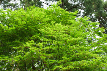 新緑のもみじ