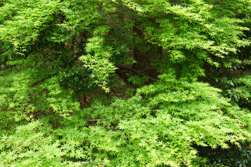 Fototapeta premium 新緑のもみじ