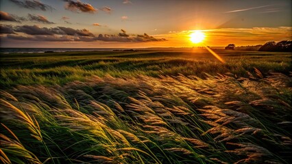 Grassy field blowing in the wind at sunset in summer, grass, field, wind, sunset, summer, nature, outdoors, landscape