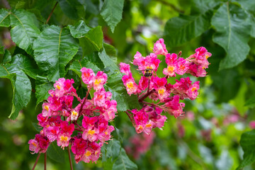 Closeup of a bee pollinating the bright pink and yellow flowers of a Ruby Red Horse Chestnut blooming at the end of a branch, as a nature background
