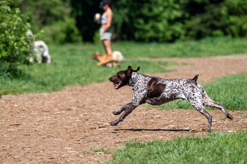 German Shorthaired Pointer, brown and white dog, running and playing in an off leash dog park,...