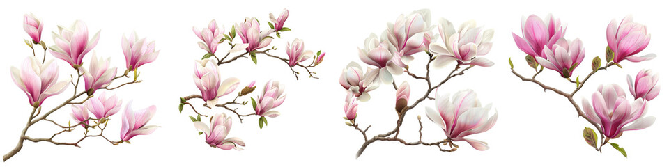 Obraz premium Delicate pink magnolia flowers with soft petals, perfect for spring themes, floral designs, and nature-inspired projects.