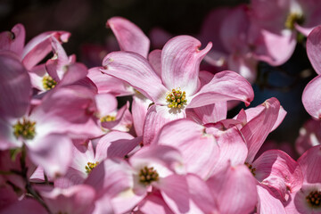 Closeup detail of pink dogwood tree flowers blooming in spring sun, as a nature background
