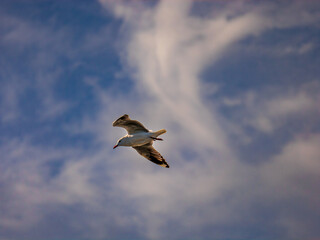 Seagull Floating In The Breeze