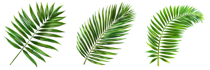 Vibrant green palm leaves in various shapes, perfect for tropical themes, nature designs, and summer-inspired projects.