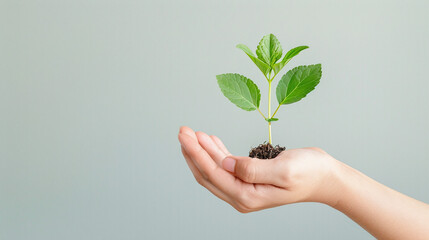 a man's hand holding a small plant, carbon reduction icon, symbolizing the reduction of the carbon footprint