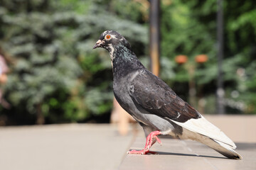Pigeon on pavement outdoors, closeup