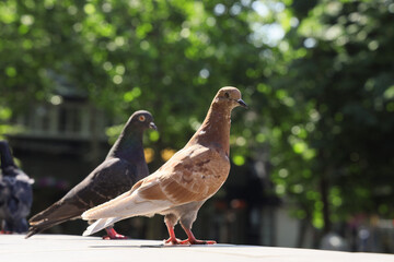 Pigeons on pavement outdoors, closeup