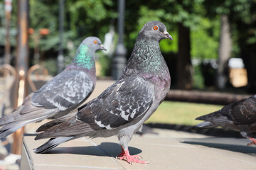 Pigeons in park, close up