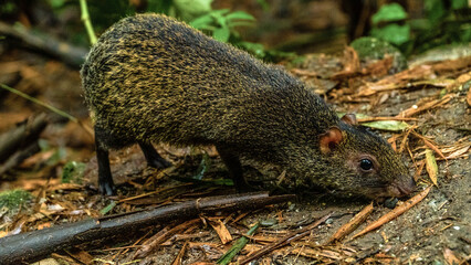 a small rodent called the Azara's agouti - dasyprocta azarae sniffing the ground in a park in the city of armenia called park of life
