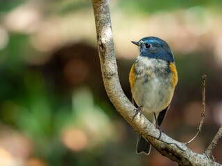 森の中の木陰で枝に留まっているルリビタキの雄