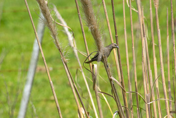 Shiny cowbird on the reefs