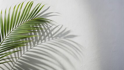 Shadow of a palm leaf casting onto a white wall, palm leaf, shadow, wall, sunlight, tropical, nature, summer, pattern