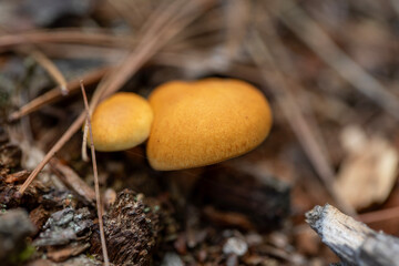 Mushrooms growing on a peninsula in the Canadian Shield in Ontario.