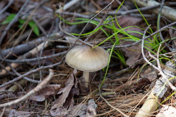 Mushrooms growing on a peninsula in the Canadian Shield in Ontario.