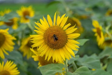 Fototapeta premium 満開のヒマワリの花粉を集めるタイワンタケクマバチ
