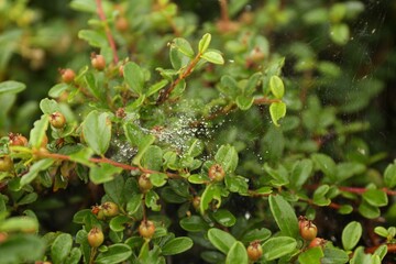 Cobweb with dew drops on Cotoneaster shrub outdoors, closeup