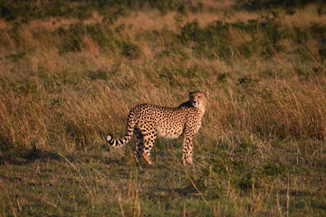 Cheetah in Kruger National Park