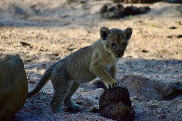 Lion cub searching