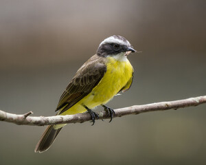 Myiozetetes cayanensis