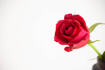 赤い薔薇