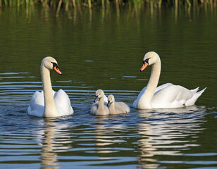 Obraz premium Two swans baby on the lake-generated by ai