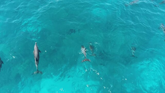 Aerial Shot for group od Dolphins playing together on the rurface of the water of The coral Reef of The Red Sea of Egypt , Shot on RAW 4K