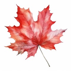 Obraz premium Watercolor, painting of a red maple leaf with a stem. The leaf is the main focus of the painting, and it is in the fall season. The painting has a warm and vibrant color palette
