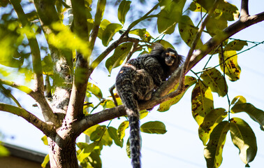 Marmoset Monkey Sitting On Tree Branch In Sunlight