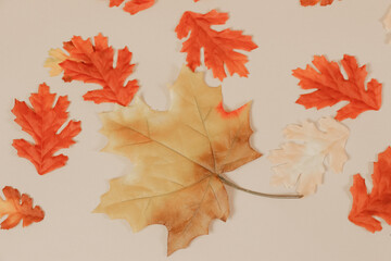 Assorted Autumn Leaves on Neutral Background