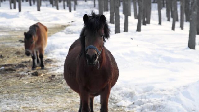 日本の馬-木曽馬-13