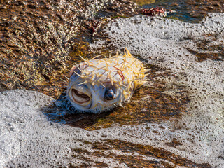 Puffer Spikey Fish Upside Down © david hutchinson